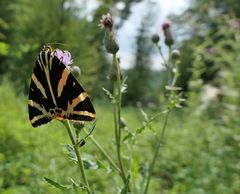 Wieder einmal August: Die Russischen Bären sind los 01