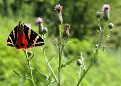 Wieder einmal August: Die Russischen Bären sind los 02
