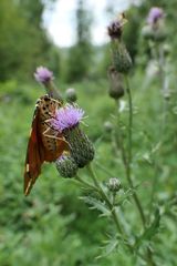 Wieder einmal August: Die Russischen Bären sind los 03
