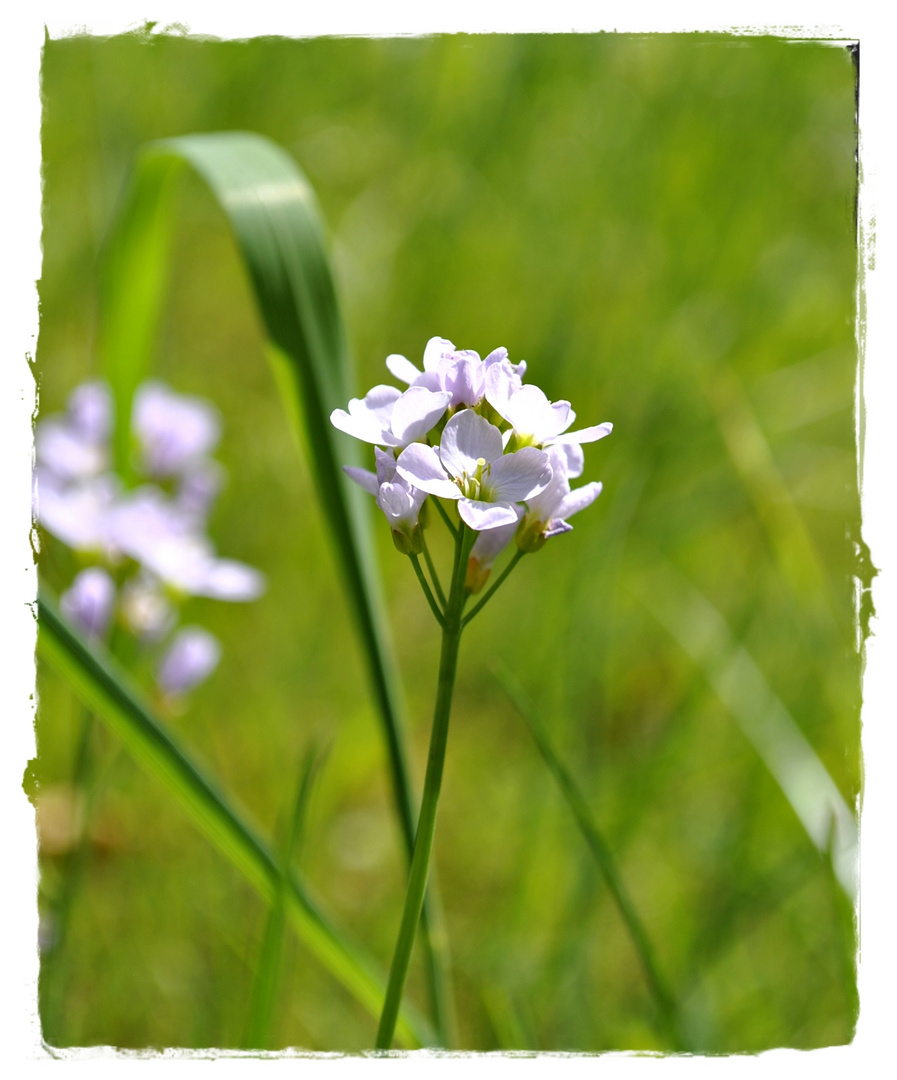 wieder einmal ein Blumenbild :)