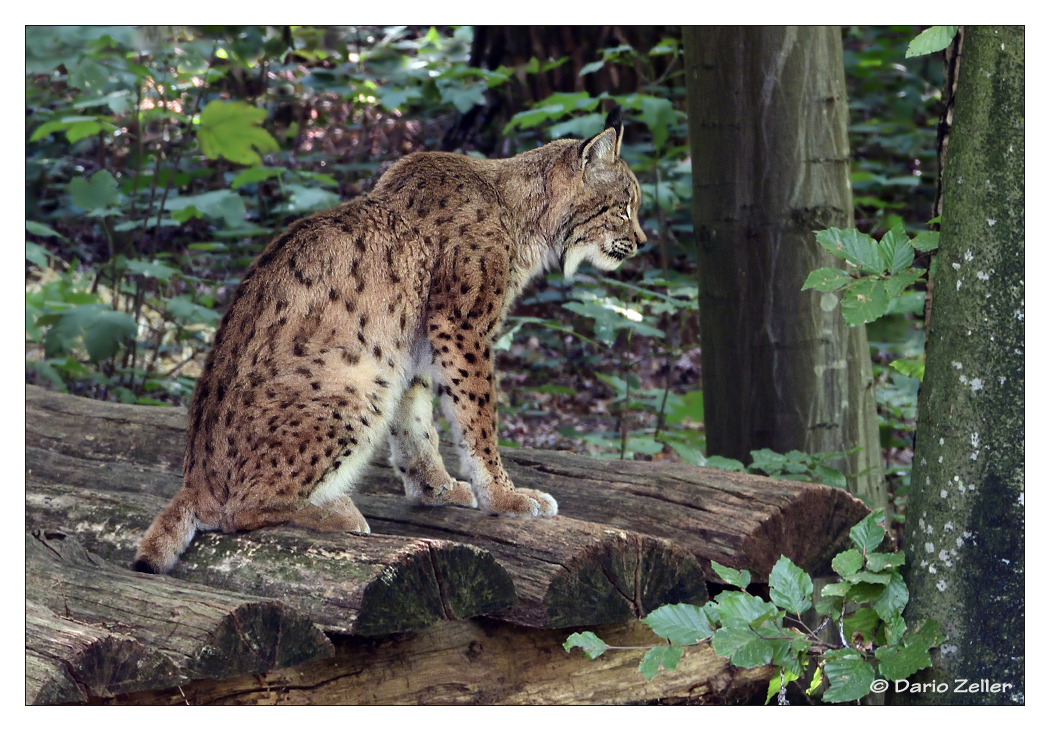 Wieder einmal ein Luchs