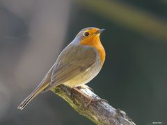 Wieder einmal ein Robin
