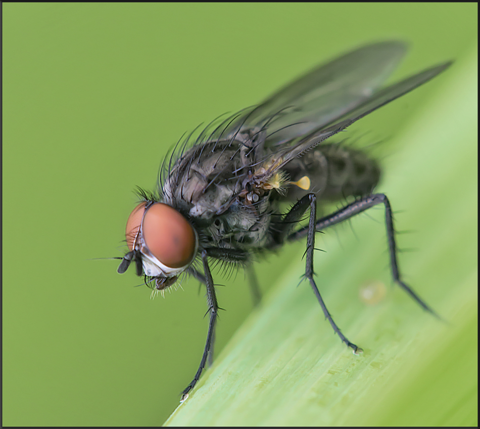 Wieder einmal eine Fliege