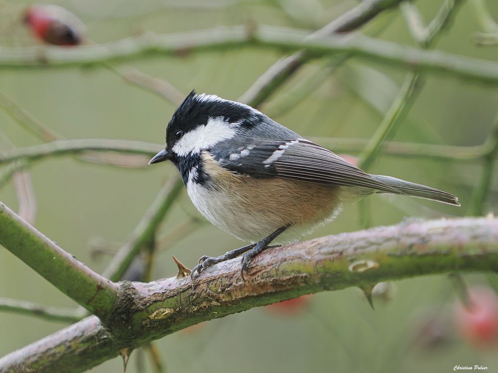 wieder einmal eine Tannenmeise