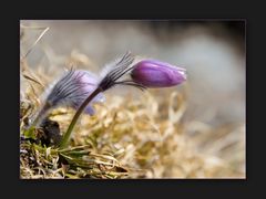 wieder einmal frühling (2000m+) II