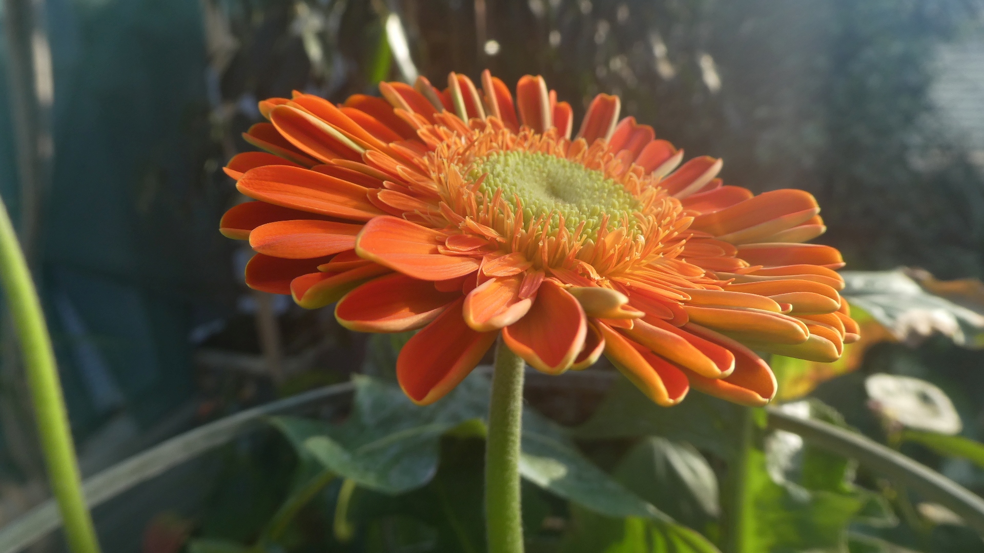 Wieder einmal Gerbera