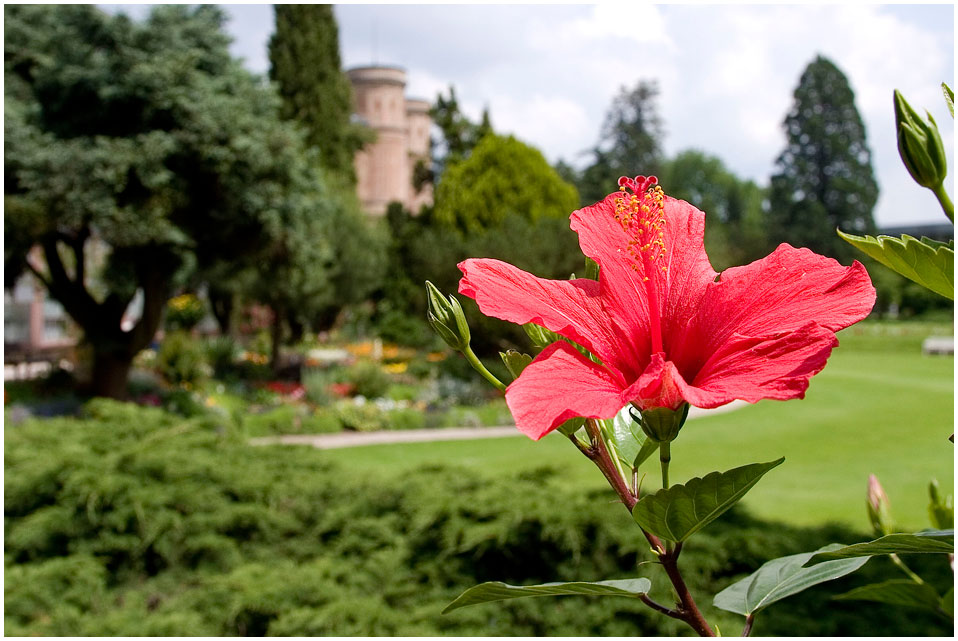 wieder einmal im botanischen garten