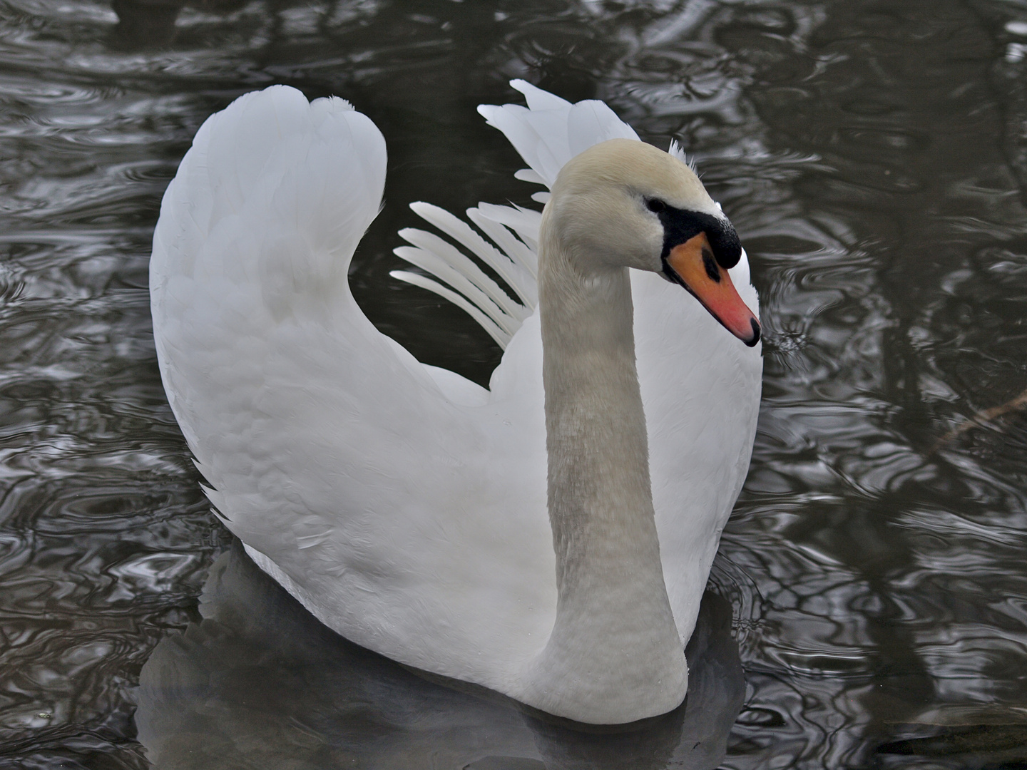 wieder einmal "mein Schwan"