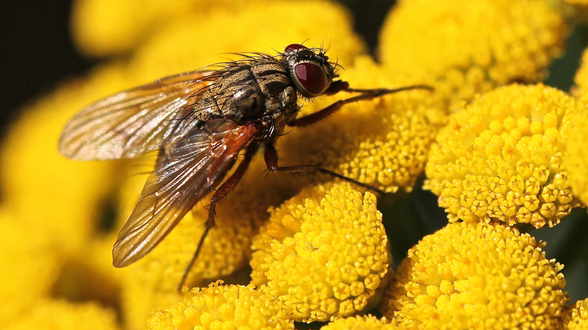 Wieder einmal: nur eine gewöhnliche Fliege....