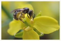 Wieder fleissig auf der Rapsblüte beim Pollensammeln