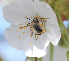 Wieder fleißig