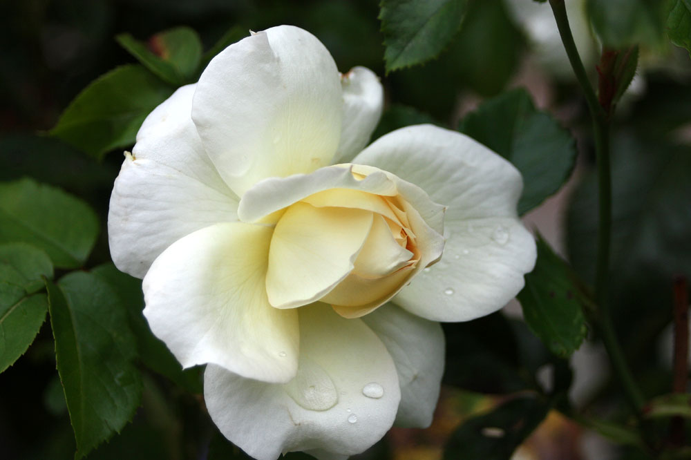 wieder Freitagsrosen Nr: 12816