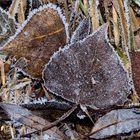 Wieder Frost.... ich wünsche ein schönes Wochenende....