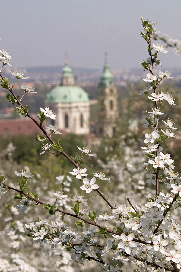 Wieder Frühling