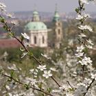 Wieder Frühling