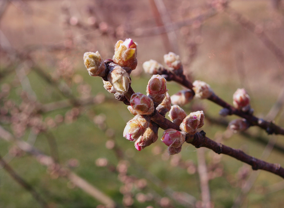 wieder Frühling