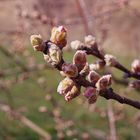 wieder Frühling