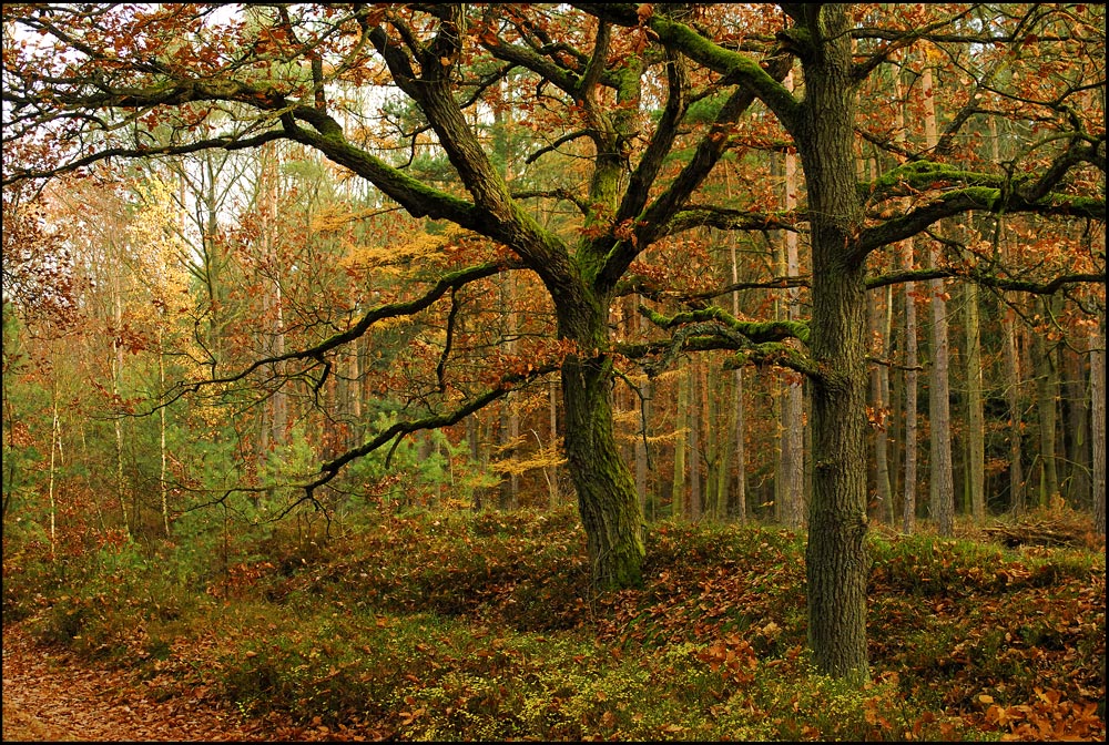 Wieder 'Herbst mitten im Wald ' ein paar Wochen später!