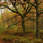 Wieder 'Herbst mitten im Wald ' ein paar Wochen später!