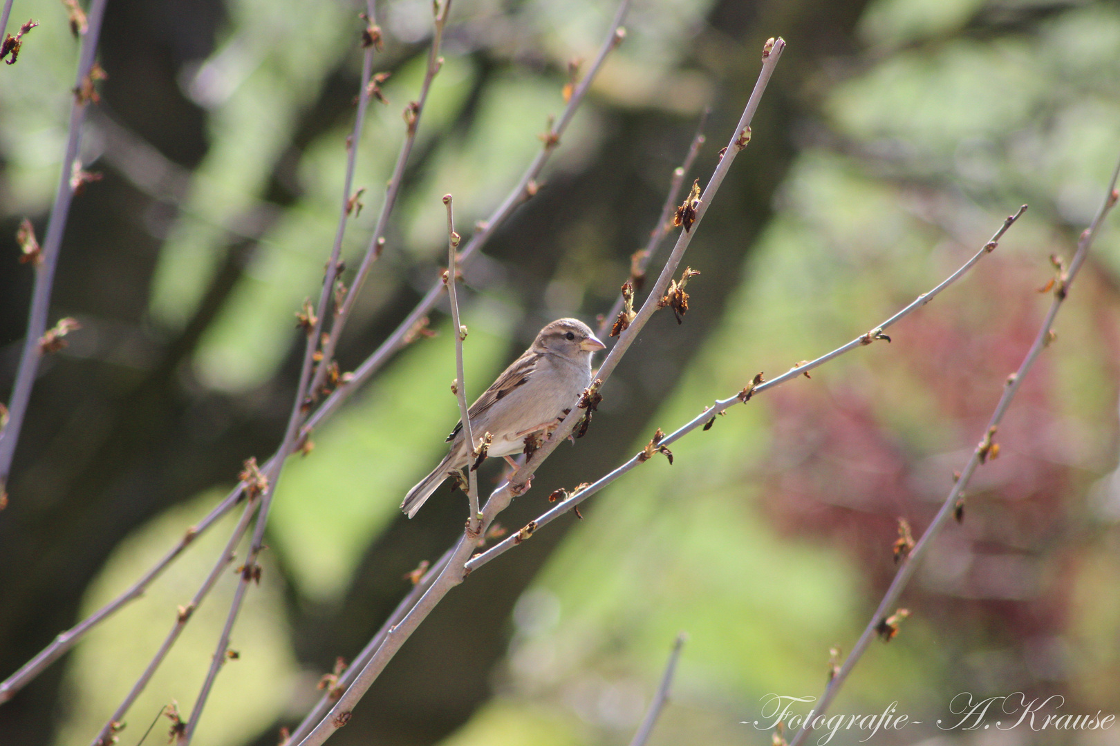 Wieder im Garten