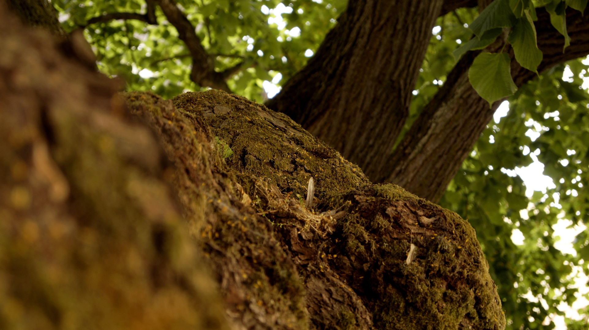 wieder im wald