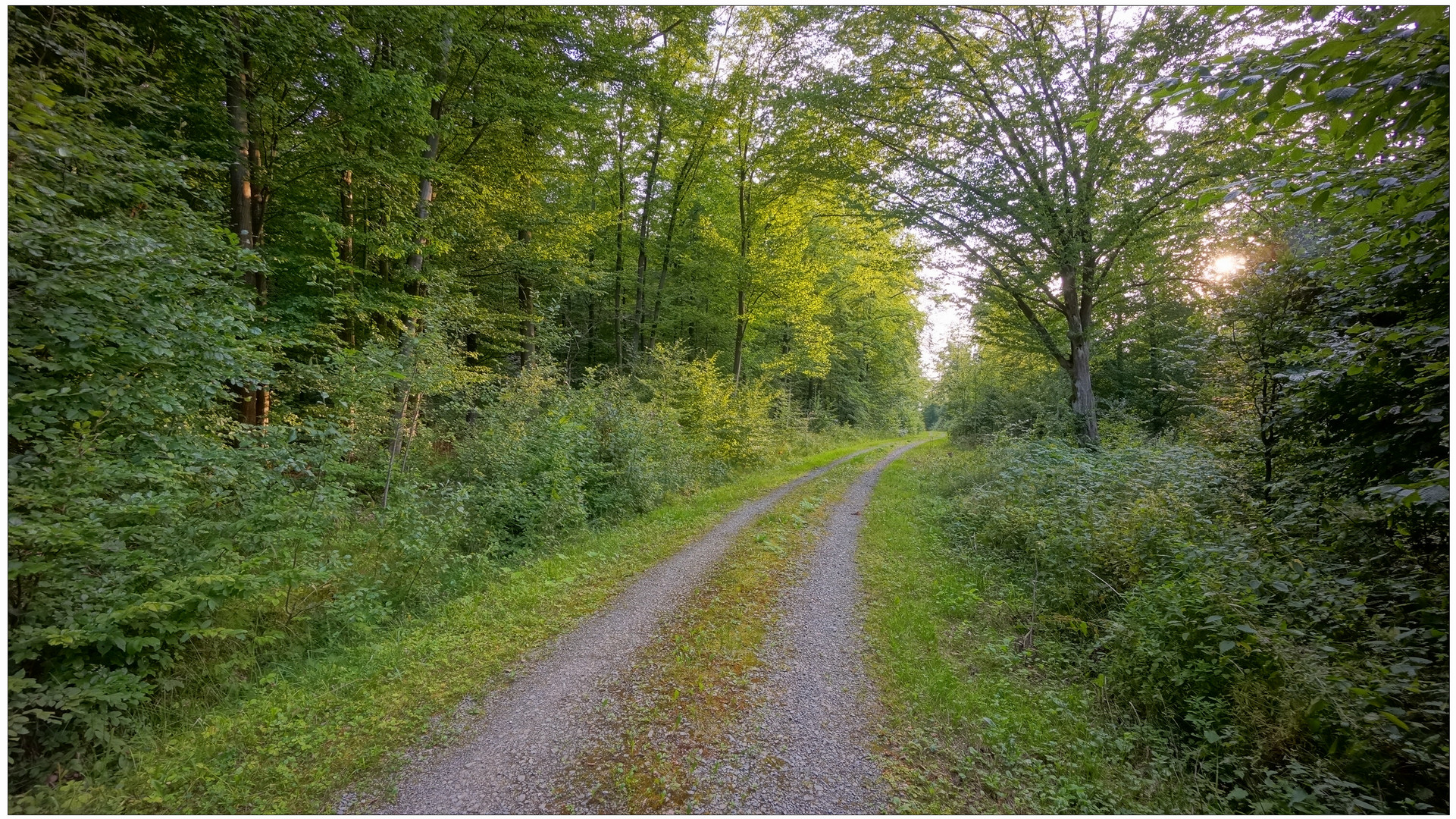 wieder im Wald (en el bosque de nuevo)