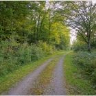 wieder im Wald (en el bosque de nuevo)