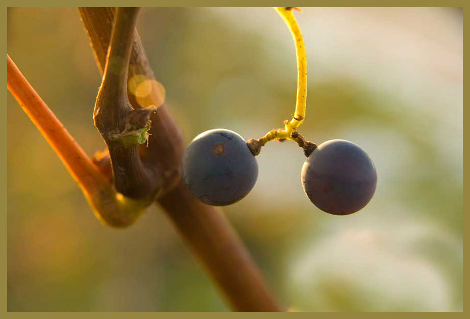 Wieder im Weinberg