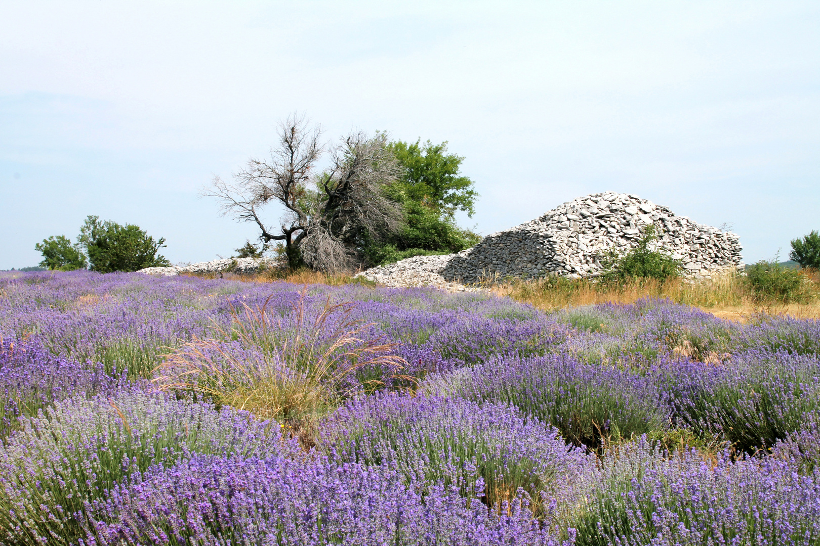 Wieder in der Provence