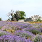 Wieder in der Provence