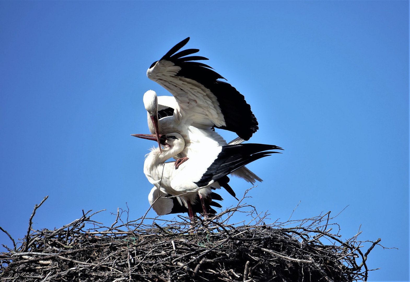 Wieder in ihrem Nest angekommen