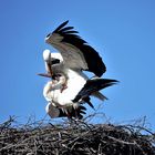 Wieder in ihrem Nest angekommen