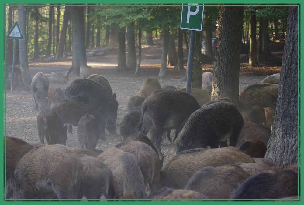 Wieder mal alle Parkplätze besetzt...Sau-Blöd!