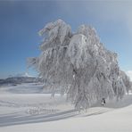 wieder Mal auf dem Schauinsland...