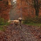 Wieder mal den Wald aufräumen.......