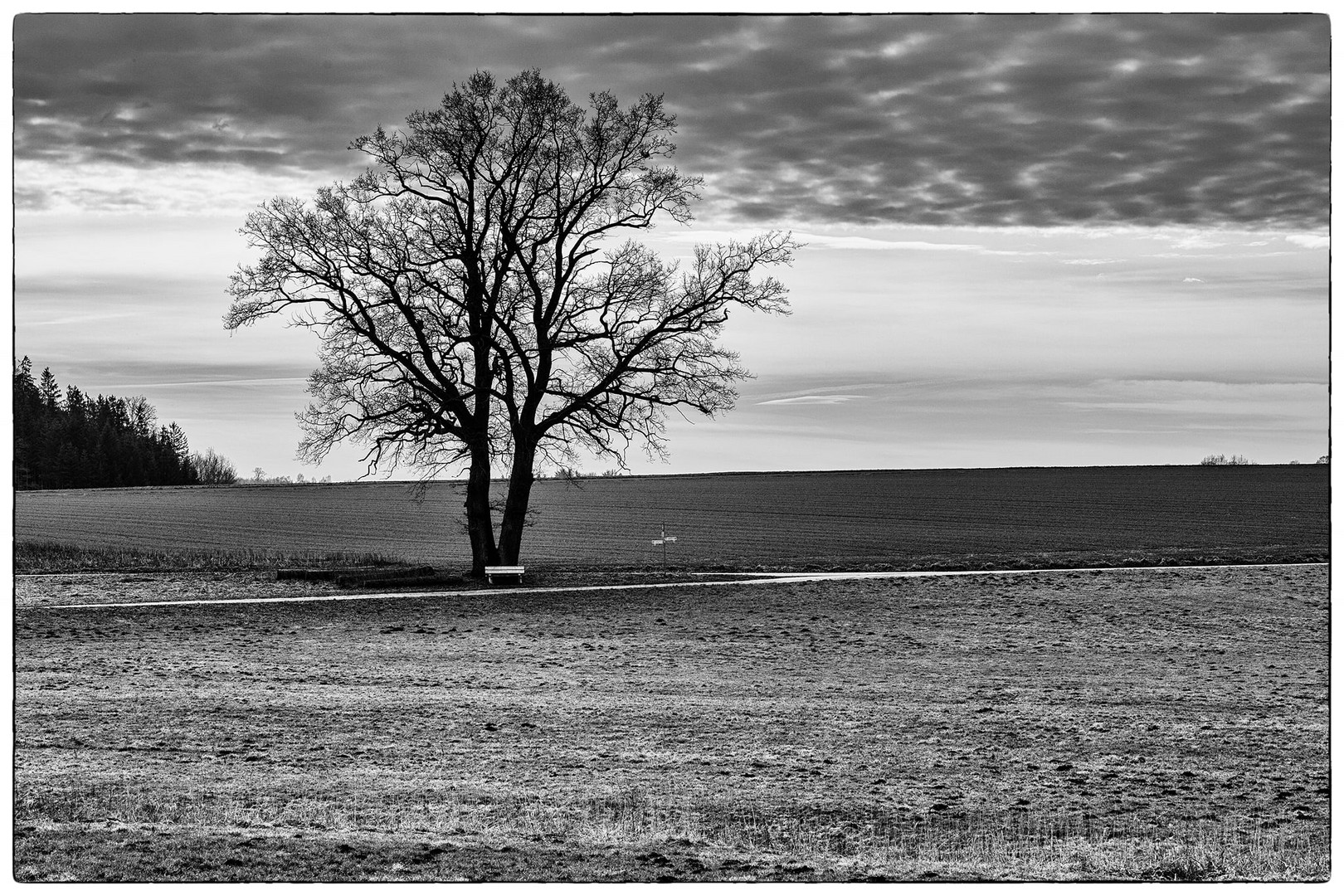 wieder mal ein Baum