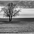 wieder mal ein Baum