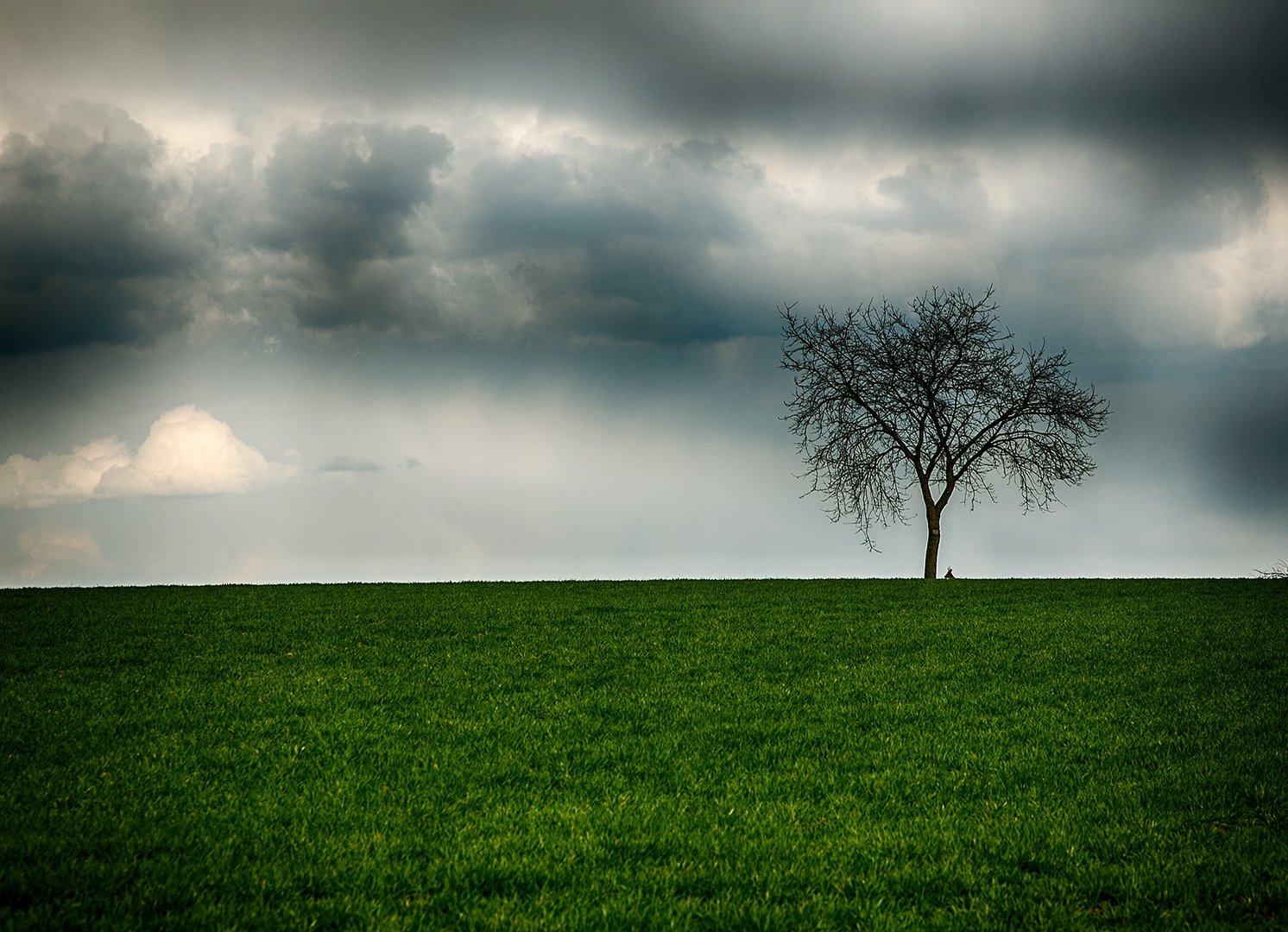 wieder mal ein Baum