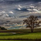 wieder mal ein Baum