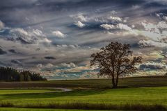 wieder mal ein Baum