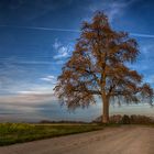 wieder mal ein Baum