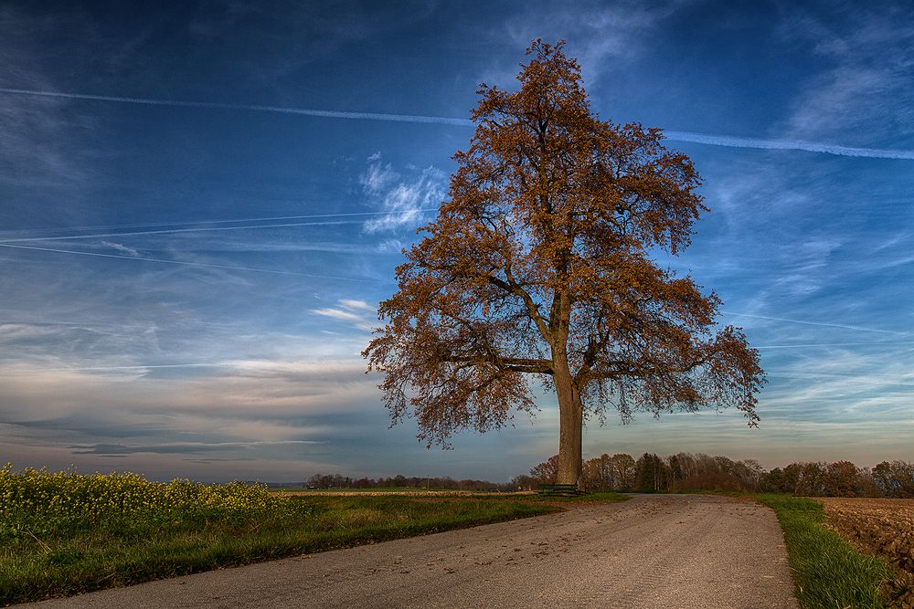 wieder mal ein Baum