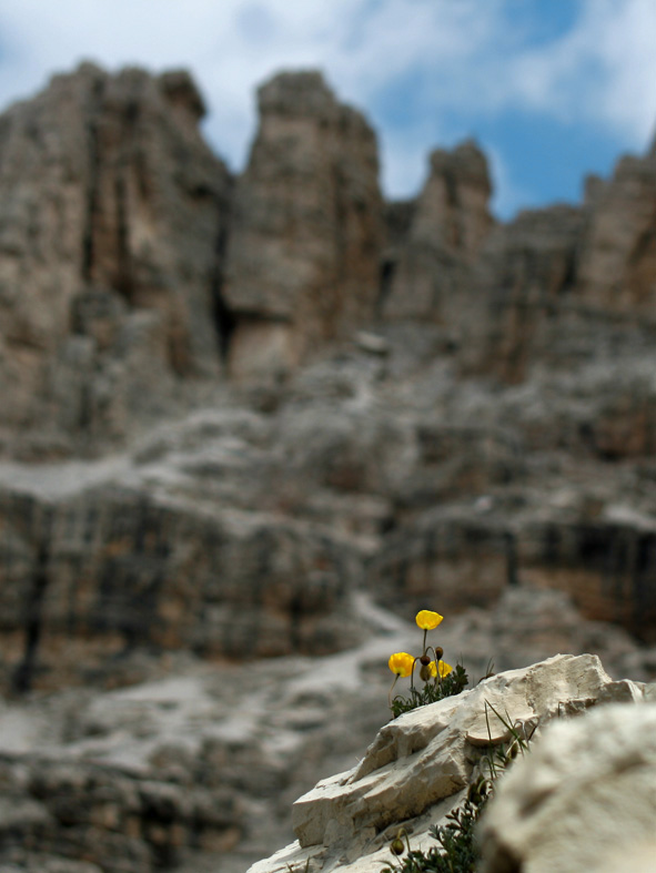 wieder mal ein blick auf die hochalpine flora