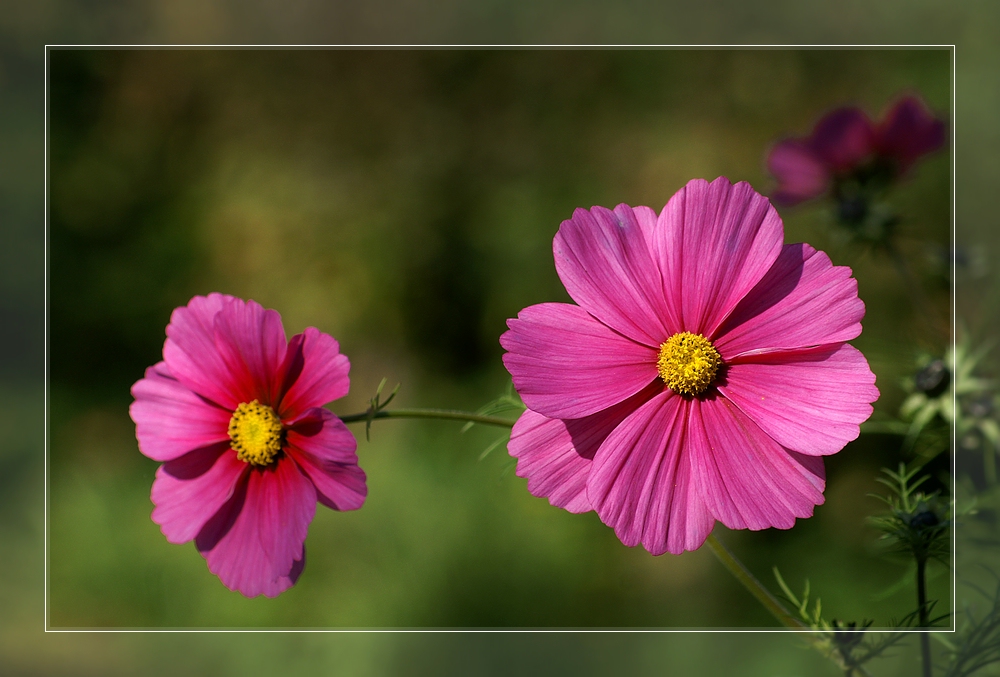 Wieder mal ein Blümchen