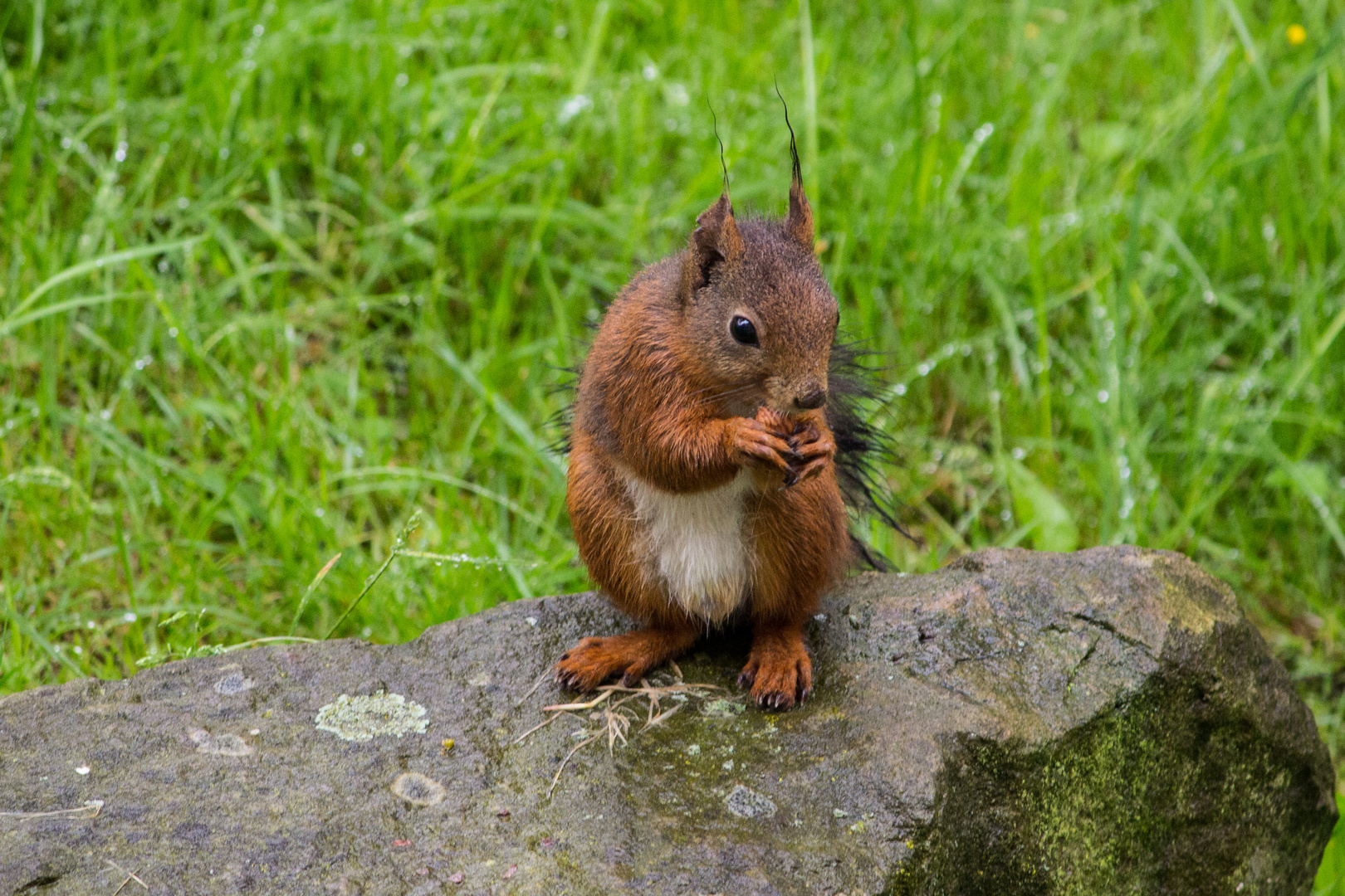 wieder mal ein Hörnchen :-)