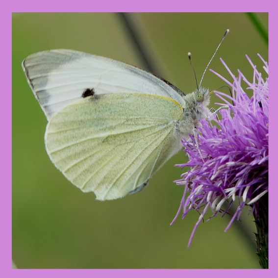 wieder mal ein schmetterling