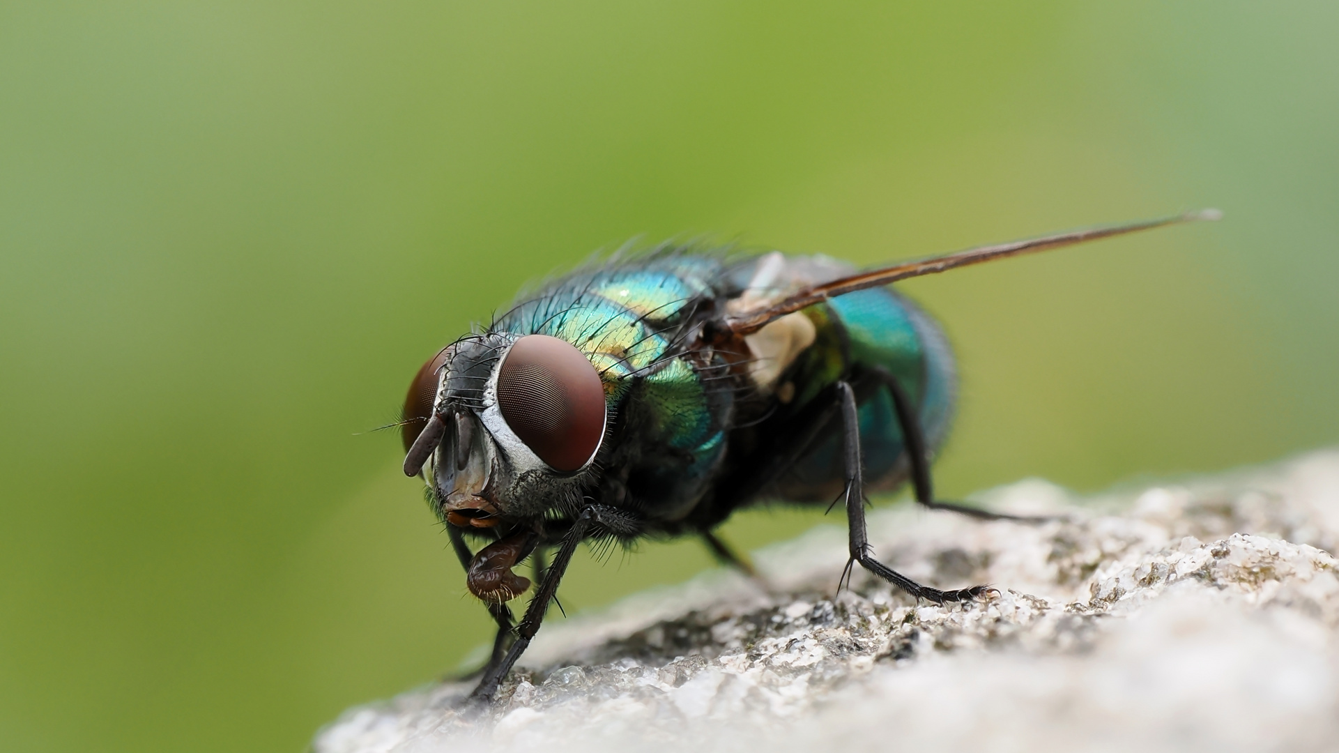 Wieder mal eine Fliege