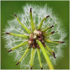 Wieder mal eine Pusteblume