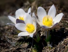 wieder mal frühling (+2000m)