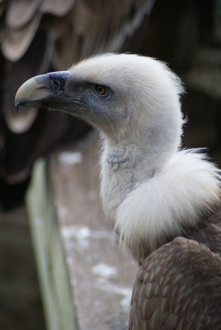 Wieder mal im Vogelpark Walsrode